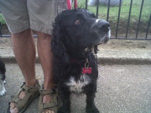Doggy of the Day, Alfie - 15/07/11