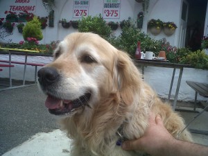 Doggy of the Day, Dodi - 16/07/11