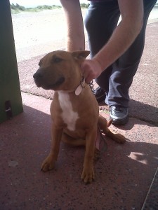 Doggy of the Day, Mitzee (aged 5 months) - 17/07/11