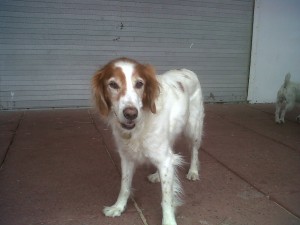 Doggy of the Day, Hiy (aged 12 years) - 19/7/11