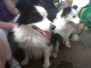 Doggies of the Day, Angus (aged 3 years) & Josie (aged 4 years) - 19/7/11