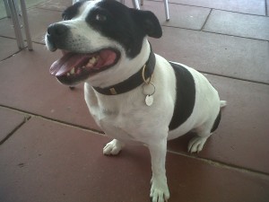 Dog of the Day, Jake (aged 7 years) - 23/7/11