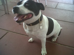 Doggy of the Day, Jake (aged 7 years) - 23/7/11