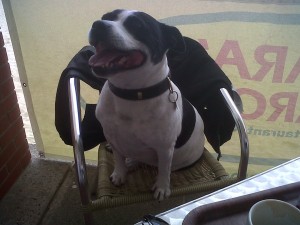 Doggy of the Day, Jake (aged 7 years) - 23/7/11