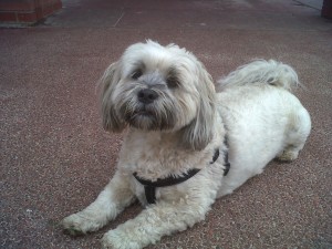 Doggy of the Day, Pickles (aged 4 years) - 27/7/11