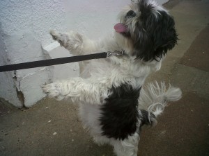 Doggy of the Day, Timeone (aged 10 years) - 25/7/11