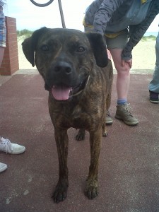 Doggy of the Day, Zara (aged 3 years) - 28/7/11