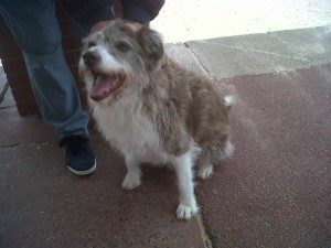 Doggy of the Day, Scooby (aged 10 years) - 29/7/11