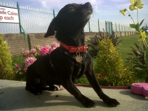 Dog of the Day, Lacy (aged 3 years) - 30/7/11