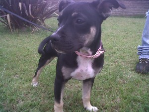 Doggy of the Day, Lilo (aged 4 months) - 31/7/11