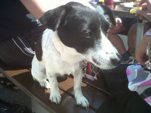 Doggy of the Day, Allena (aged 1 year) - 2/8/11