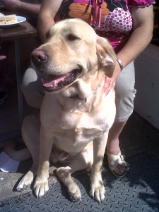 Doggy of the Day, Brampton (aged 4 years) - 3/8/11