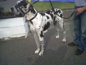 Dog of the Day, Ozzy (aged 10 months) - 5/8/11