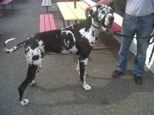 Dog of the Day, Zac (aged 5 years) - 8/8/11