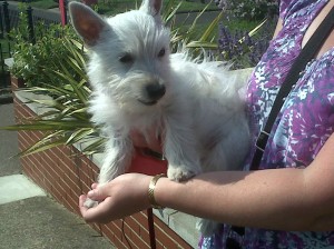 Dog of the Day, Bonnie (aged 5 months) - 6/8/11