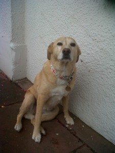 Dog of the Day, Shannon (aged 11 years) - 7/8/11