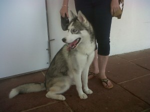 Dog of the Day, Dinky (aged 8 months) - 9/8/11