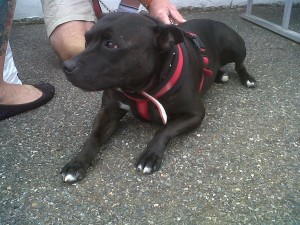 Dog of the Day, Bonnie (aged 4 years) - 10/8/11