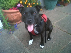 Dog of the Day, Peggy (aged 7 years) - 15/8/11