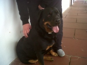 Dog of the Day, Sasha (aged 6 years) - 11/8/11