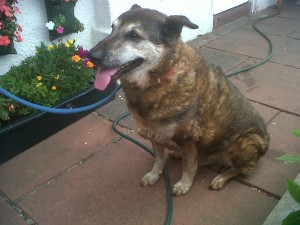 Dog of the Day, Dax (aged 10 years) - 13/8/11