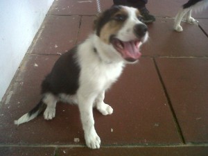 Dog of the Day, Jasper (aged 16 weeks) - 14/8/11