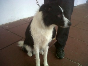 Dog of the Day, Billie (aged 3 years) - 12/8/11