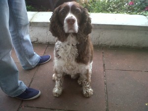 Dog of the Day, Archie (aged 10 years) - 13/8/11