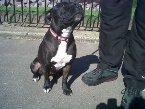 Dog of the Day, Brodie (aged 2 years) - 18/8/11