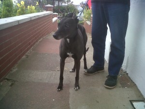 Dog of the Day, Jess (aged 10 years) - 17/8/11