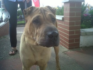 Dog of the Day, Lily (aged 4 years) - 19/8/11