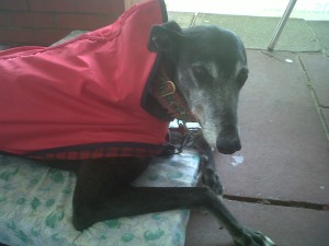 Dog of the Day, Annie (aged 9 years old) - 27/8/11