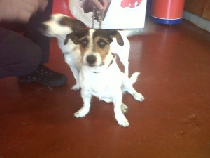 Dog of the Day, Belle (aged 4 years old) - 26/8/11