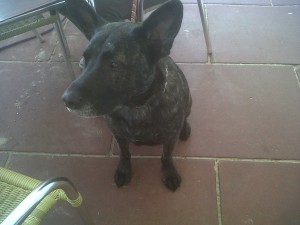 Dog of the Day, Leon (aged 3 years) - 30/8/11