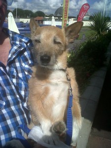 Dog of the Day, Pip (aged 9 years old) - 02/09/11
