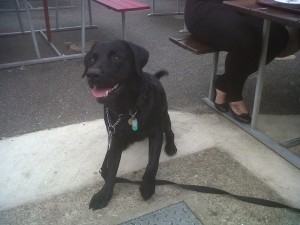 Dog of the Day, Charlie (aged 20 months) - 03/9/11