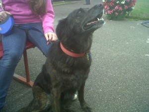 Dog of the Day, Tegan (aged 7 years) - 04/9/11