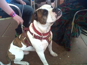 Dog of the Day, Bandit (aged 5 years) - 05/09/11