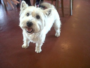 Dog of the Day, Whiskey (aged 2 years) - 08/09/11