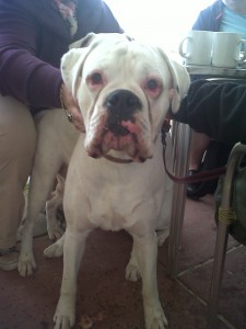 Dog of the Day, Booth (aged 1 year) - 13/09/11