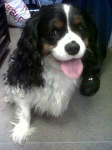 Dog of the Day, Buster (aged 3.5 years) - 16/09/11