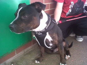 Dog of the Day, Riley (aged 2 years) - 02-10-11