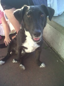 Dog of  the Day, Beano (aged 18 months) - 03/10/11