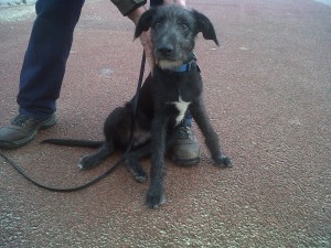 Sonny, a 5 month old Lurcher puppy