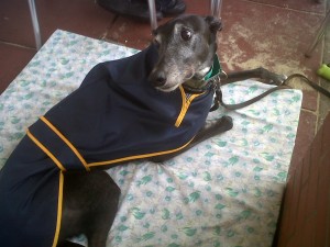Dog of the Day, Frank (aged 8 years old) - 23/08/11