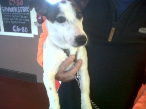 Dog of the Day, Topper (aged 5.5 months old) - 24/8/11